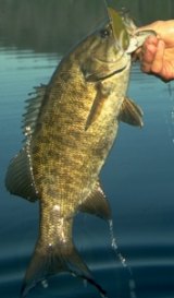Chrome Gold Bullet is the author's favorite smallmouth lure, late summer through fall