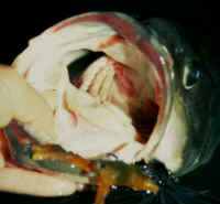 Catch more and bigger bass