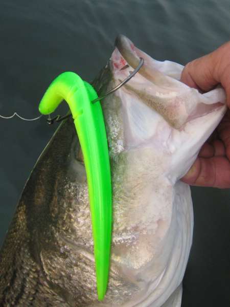 9 inch Slug-Go -- Limetreuse.