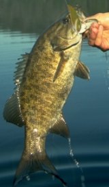 Chrome Gold Bullet is the author's favorite smallmouth lure, late summer through fall